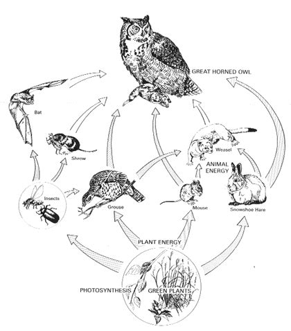 Barn Owl Food Chain - KaleighkruwSwanson