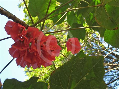 Dombeya Cacuminum Strawberry Snowball Tree Information And Photos