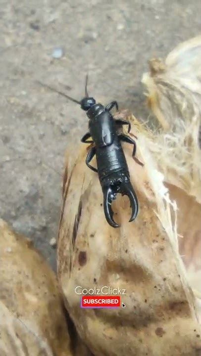 Black Field Earwig Earwigs Flying Insect Somewhere Youtube