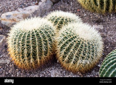 Echinocactus Grusonii Also Known As A Golden Barrel Cactus Golden Ball Or Mother In Laws