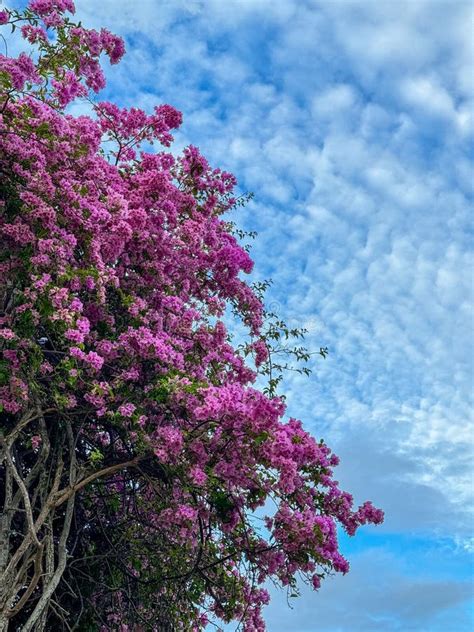 Bougainvillea glabra imagem de stock Imagem de céu 314966133