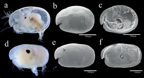 Ostracod Slide