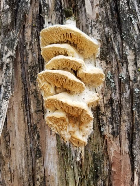 Subantrodia Juniperina From Sulphur OK 73086 USA On February 15 2020