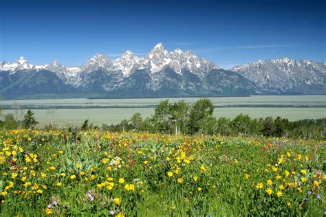 Wyoming Wildflowers In Full Bloom Jackson Hole Wyoming