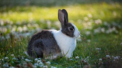 Black White Rabbit Is Sitting On Green Grass In Blur Green White Bokeh