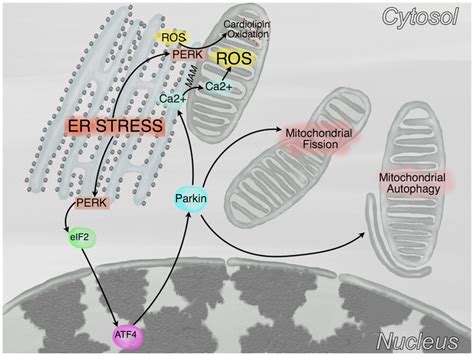 Crosstalk Between Endoplasmic Reticulum Er And Mitochondria In