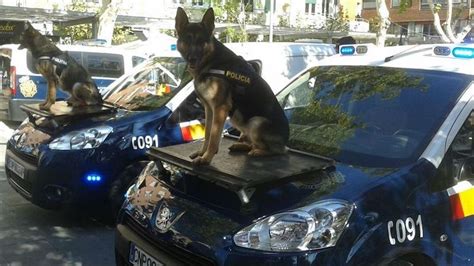 El Pastor Alemán sigue siendo el mejor perro policía - Pastor Alemán