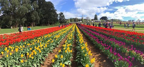 Tulip Festival of Kashmir: A Celebration of Spring's Beauty - Travel ...