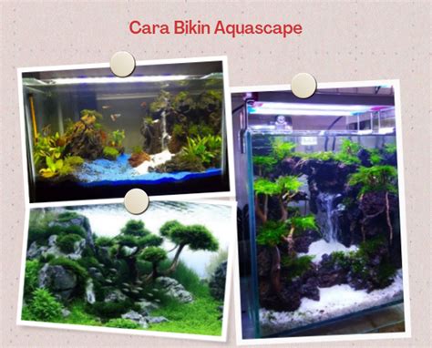 Cara Bikin Aquascape Yang Mudah January 2024