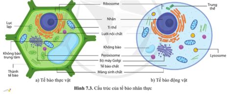 Quan sát các hình 7.2 và 7.3, nêu những thành phần cấu tạo giống nhau ...