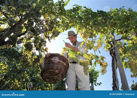 Trabalhador Da Colheita Do Vinho Que Corta As Uvas Brancas Das Videiras