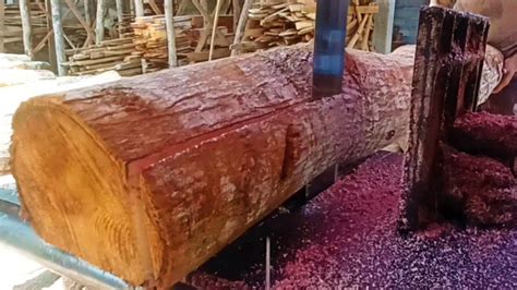 Keterampilan Pekerja Yang Luar Biasa Proses Sawmill Kayu Mahoni Super