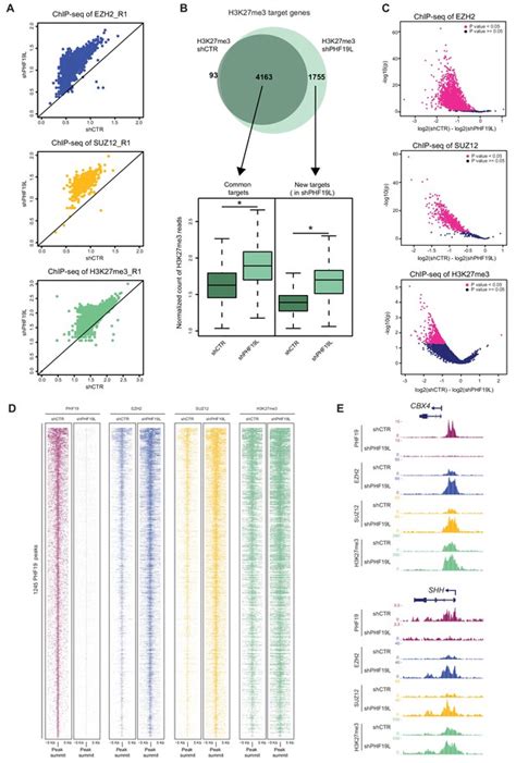 Figures And Data In Phf Mediated Regulation Of Proliferation And