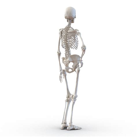 3d Human Female Skeleton Pose