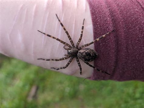 spider warning - beautiful dark fishing spider : r/TheEndOfAllTime