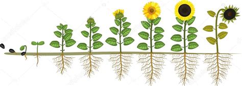 Sunflower Stages Sunflower Life Cycle Growth Stages Seed Flowering