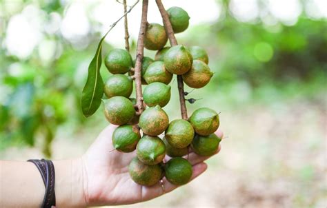 Most Profitable Nut Trees To Grow Which Trees To Invest In Grocycle