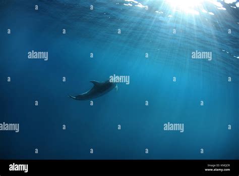 Indo Pacific Bottlenose Dolphin South Africa Stock Photo Alamy