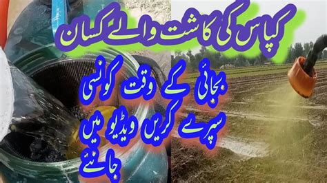 Cotton Hybrid Seed Production Cotton Farming In Pakistan Kapas Ki Kasht