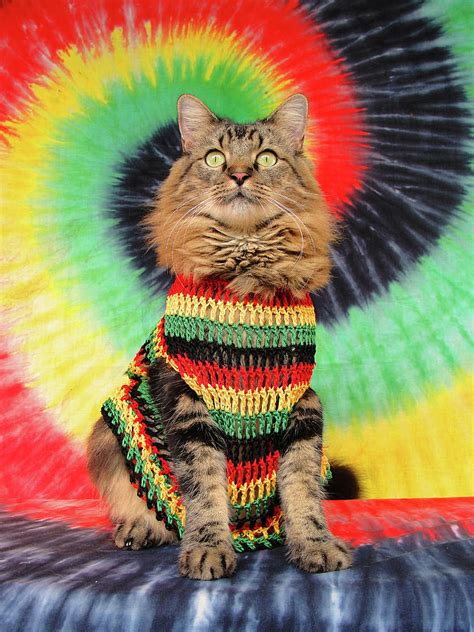 Rasta Cat Photograph By Joann Biondi Fine Art America