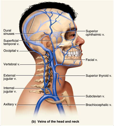 Anatomy Arteries In Neck / The blood supply of the head and neck ...