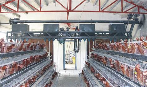 Automatic Poultry Feeding Machine Hightop Poultry Equipment