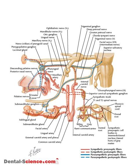 nerve supply of pterygopalatine fossa | Medical anatomy, Radiology, Anatomy