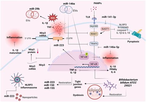 Frontiers Exploring the role of IL 1β in inflammatory bowel disease