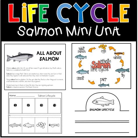 Salmon Life Cycle Worksheet