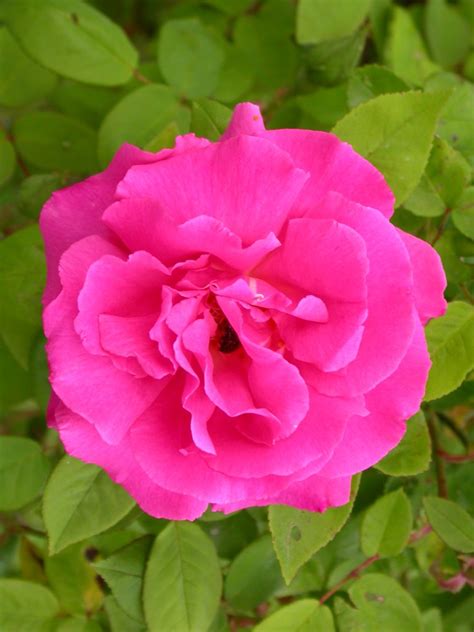 Zephirine Drouhin - Museo Rose Antiche