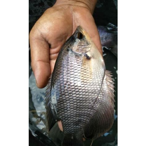 Jual Bibit Ikan Gurame Soang Ukuran Mild Atau Empat Jarian Shopee