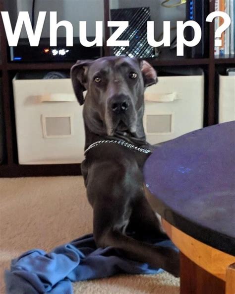 15 Funny Great Dane Memes That Will Make You Fall In Love With Them