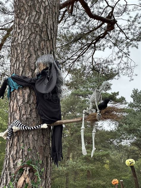 witch perches   tree branch   broom   forest   sky