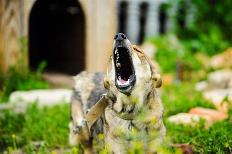 Veterinarios analizan la gestión de la agresividad canina