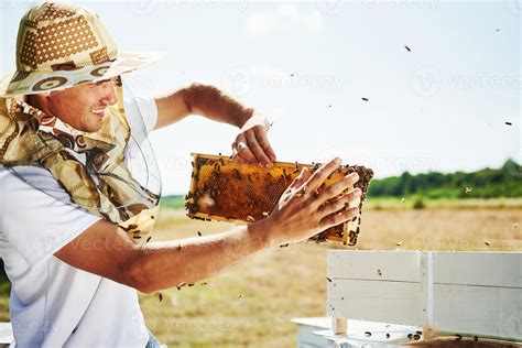 Need To Be Careful Beekeeper Works With Honeycomb Full Of Bees