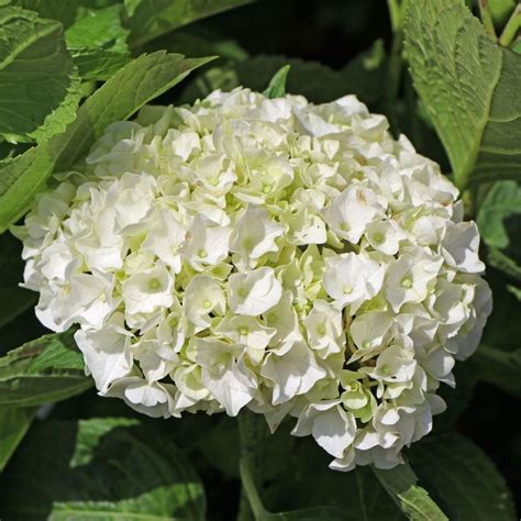 Bauernhortensie weiß Hydrangea macrophylla weiß Pflanzenschleuder