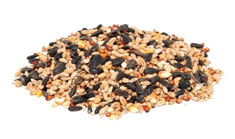 Why Many Bird Seed Mixes Are Filled With Stuff Birds Wont Eat