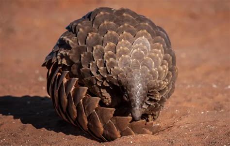 Wallpaper Sand Desert Pangolin For Mobile And Desktop Section