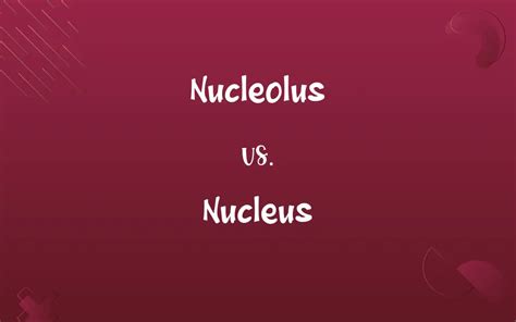 Nucleolus Vs Nucleus Know The Difference