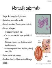 Moraxella catarrhalis.pptx - N. Patel F2013 Moraxella catarrhalis ...