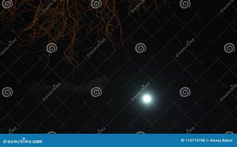 Night Sky, Forest and Moon. Stock Photo - Image of celestial, round ...