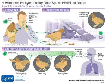 Avian Influenza Definition Symptoms Causes Study