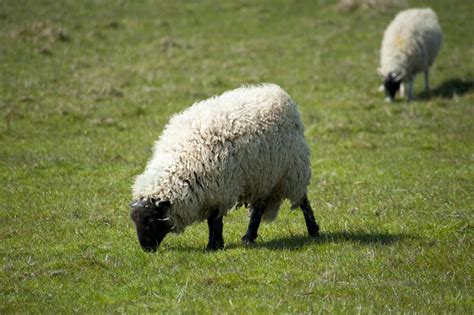 stock photo  woolly sheep  thick fleece freeimageslive