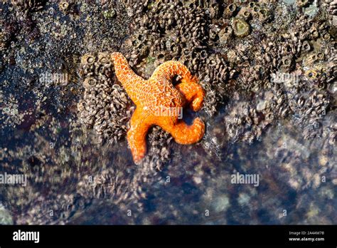 Tidal Pool At Second Beach Olympic National Park Washington Usa