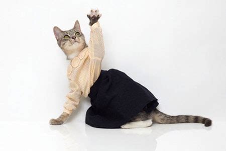 Дизайнерская одежда для кошек от United Bamboo