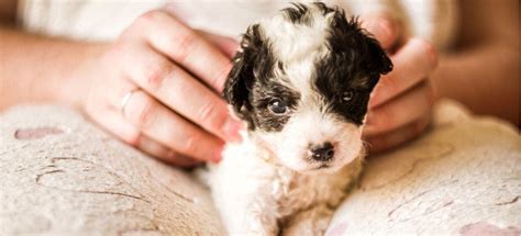 Your 8-Week-Old Puppy: Everything You Need to Know - PetPlace