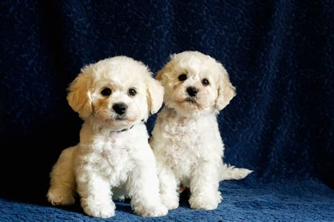 Bichon Frieze Puppies Portrait Stock Photo - Download Image Now ...