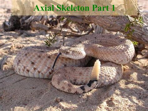 Axial Skeleton Skull Ppt