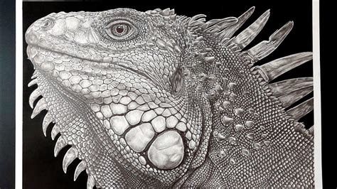 Hyper Realistic Iguana Sketch Short Tutorial Youtube