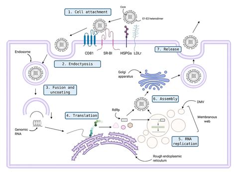 Hepatitis C The Virus Behind The 2020 Nobel Prize For Medicine